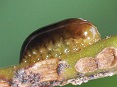 Nymph of weevil (side view) photo
